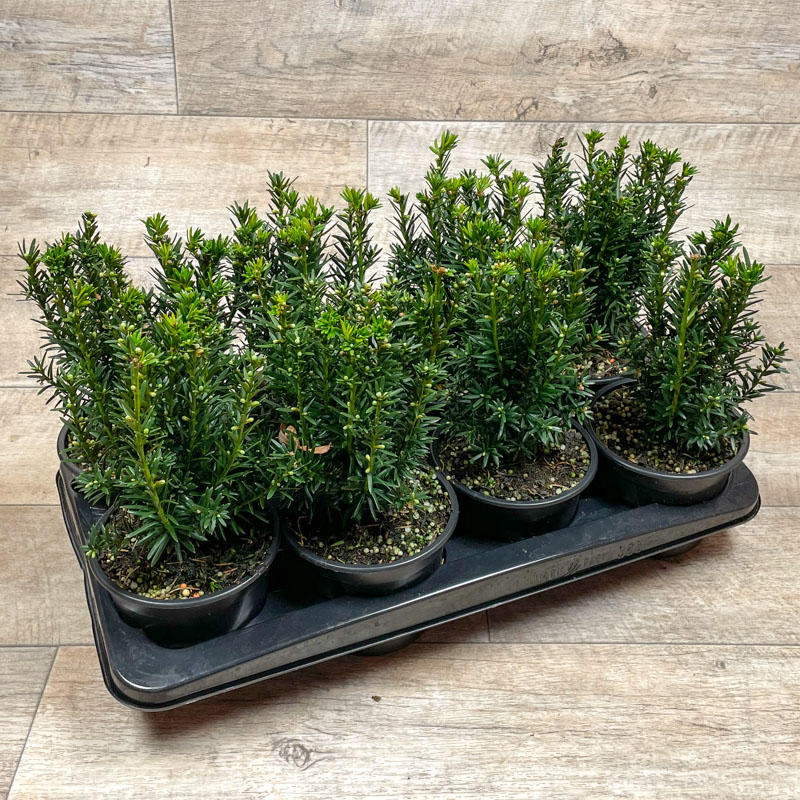 Taxus media 'Hillii' P1,3 15+