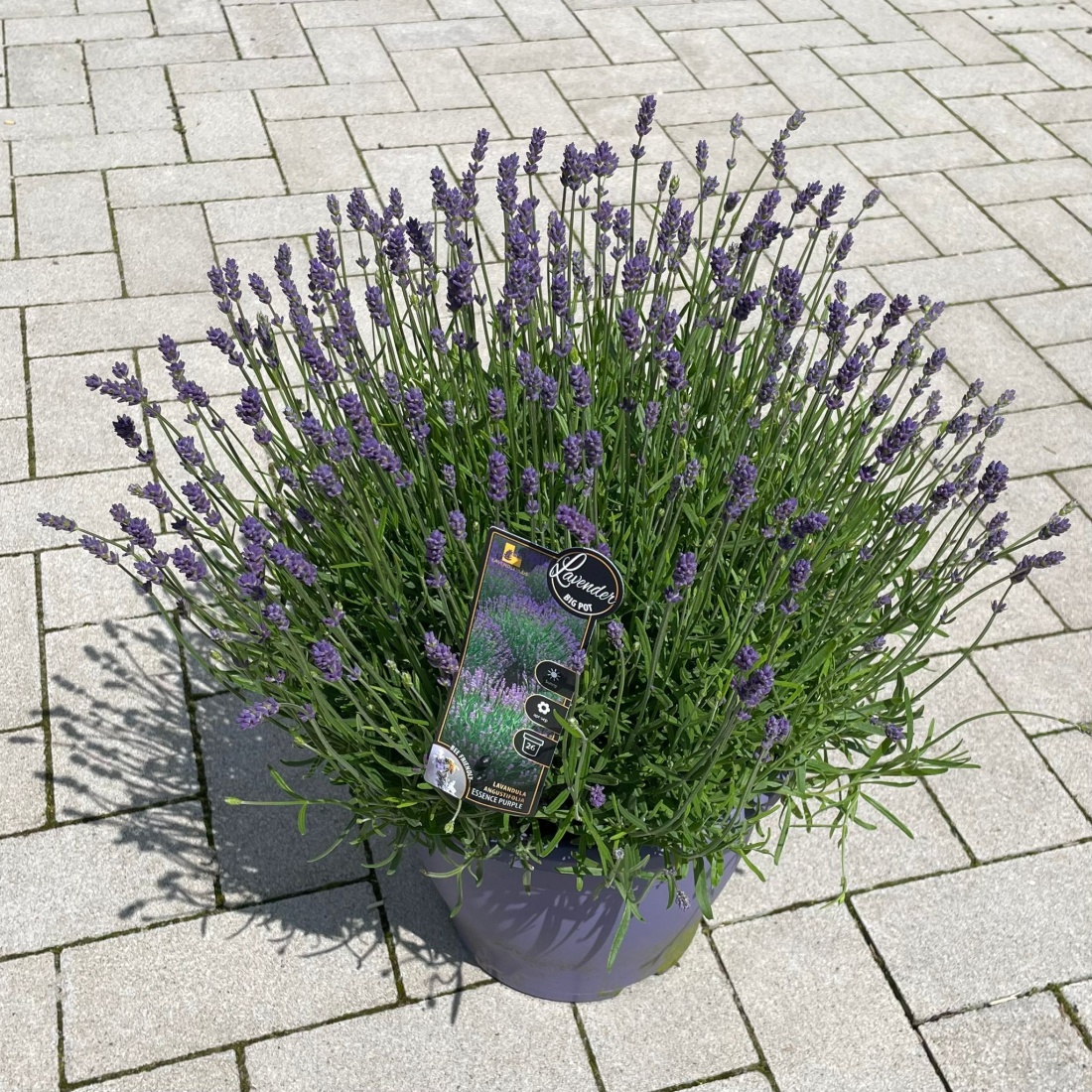 Lavandula 'Essence Purple'® C7 20/30