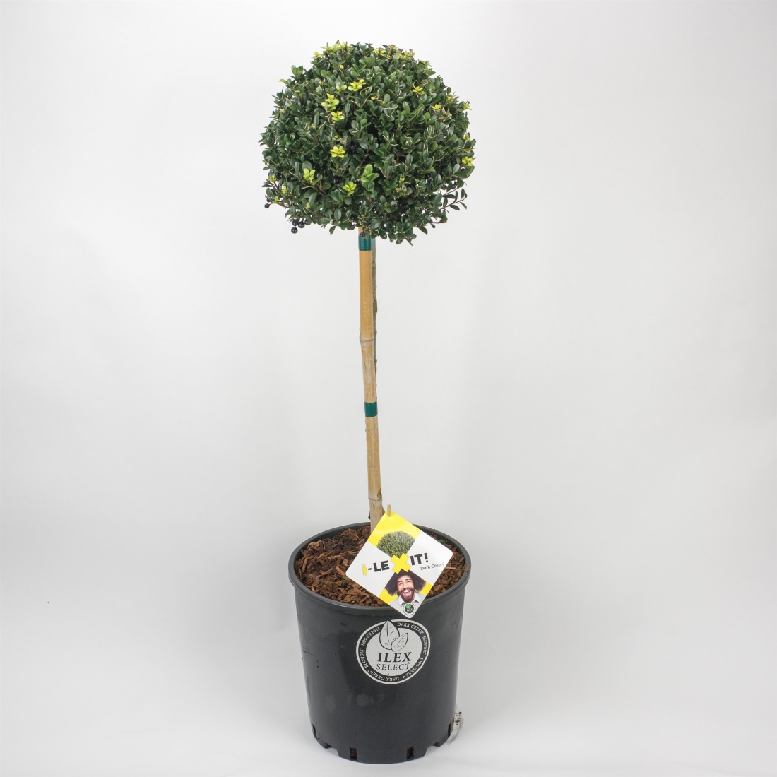 Ilex 'Dark Green'® C18 Kugel auf Stamm 50cm