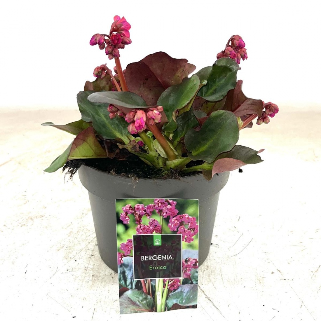 Bergenia cordifolia 'Eroica' C2 