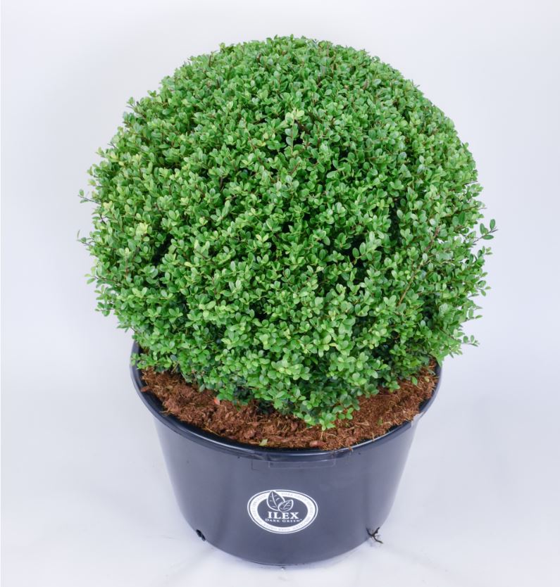 Ilex 'Dark Green'® Kugel (9) C35 Ø55/60