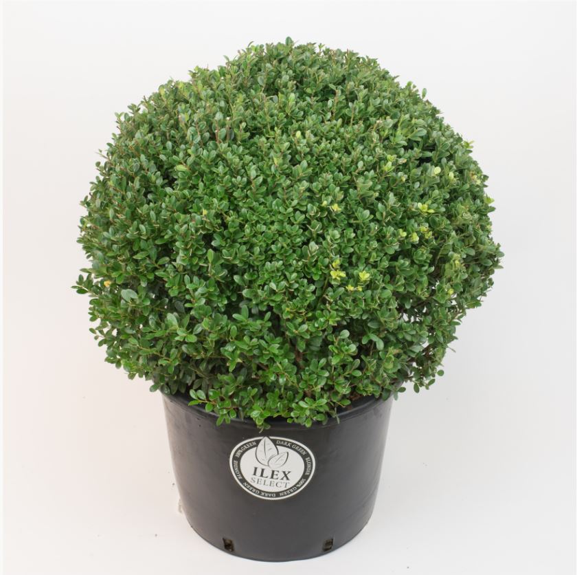 Ilex 'Dark Green'® Kugel (8) C25 Ø50