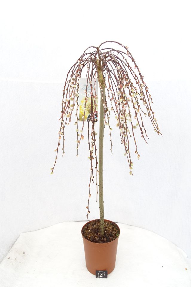 Salix caprea 'Pendula' C5 Stamm -75cm