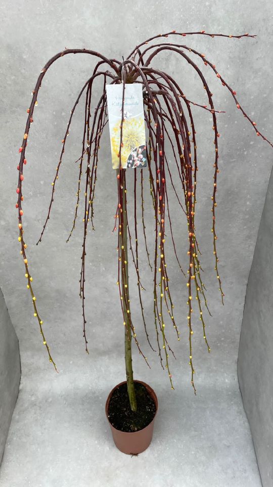 Salix caprea 'Pendula' C7,5 Stamm -125