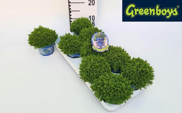 Hebe Greenboys® 'Green Globe' P12