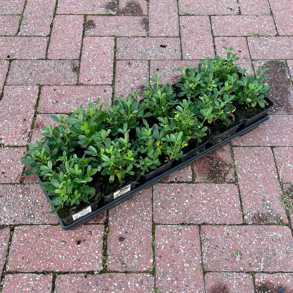 Potentilla tridentata Nuuk TB9x9