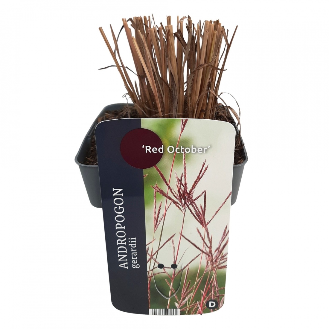 Andropogon gerardii 'Red October'® V2