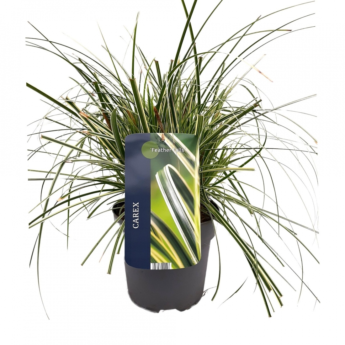 Carex 'Feather Falls'® 17/V2