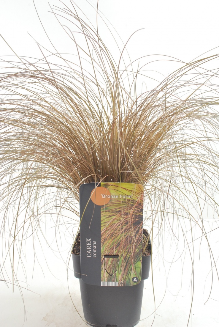 Carex comans 'Bronze Form' 17/V2