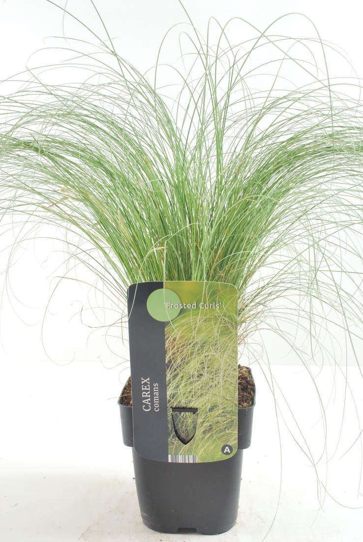 Carex comans 'Frosted Curls' C2 40+