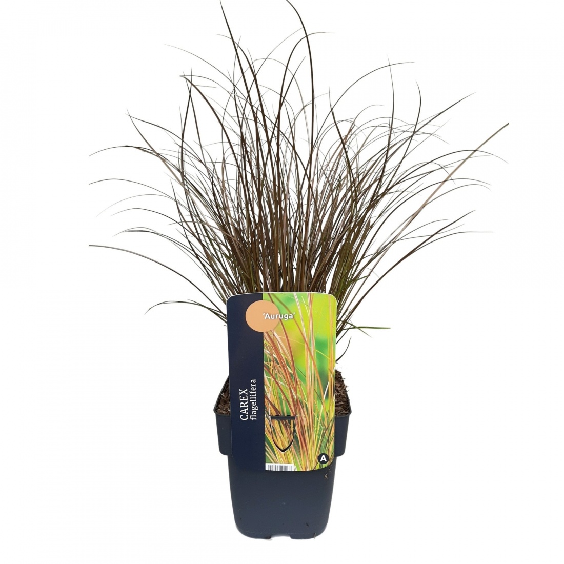 Carex flagellifera 'Auruga' C2 40+