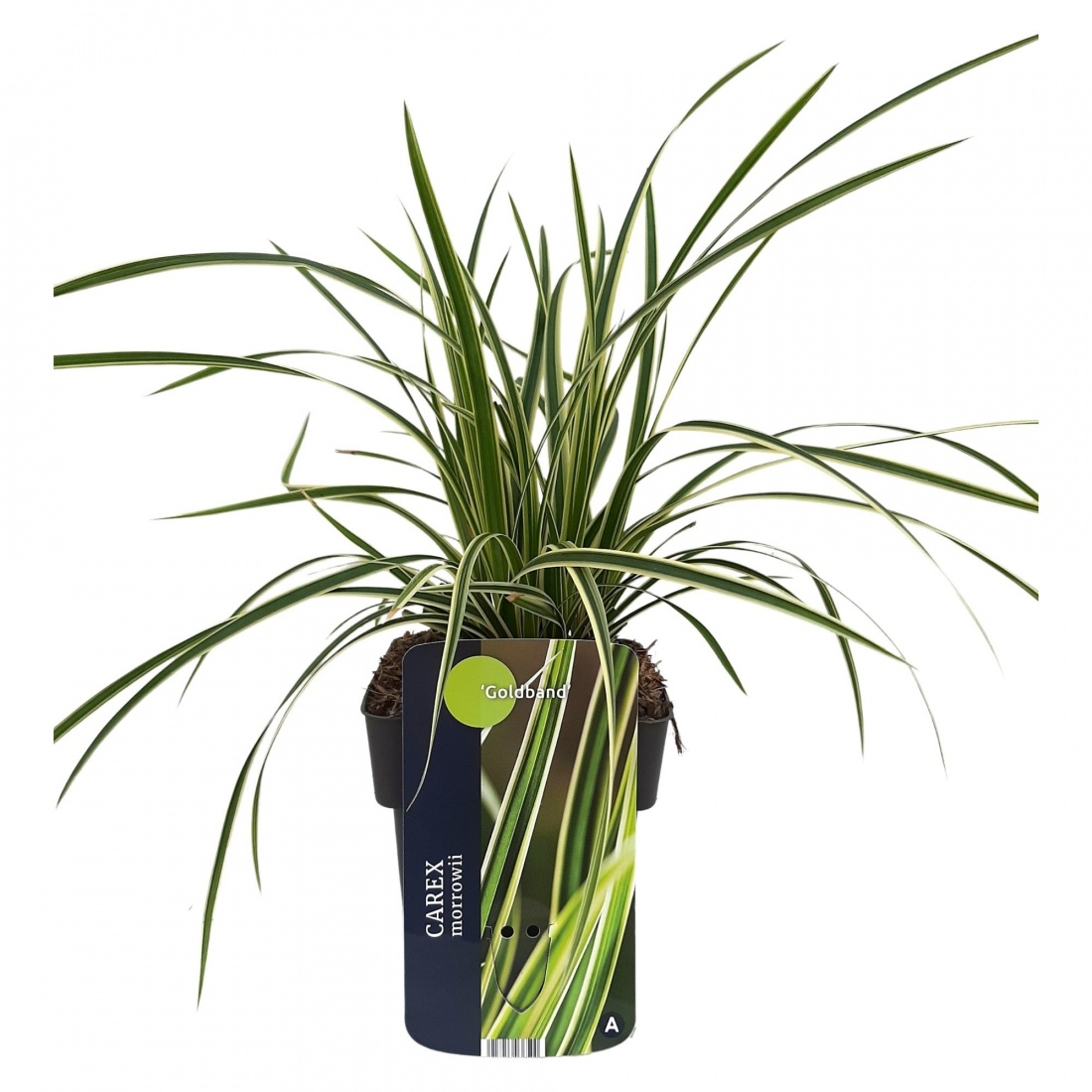 Carex morowii 'Goldband' 17/V2 30+