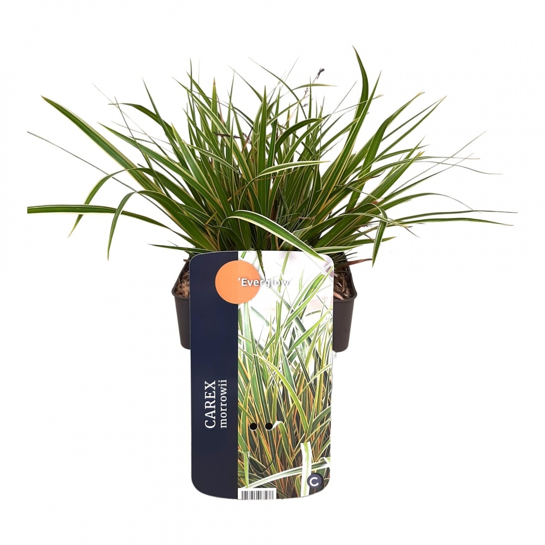 Carex morrowii 'Everglow'® 17/V2 40+