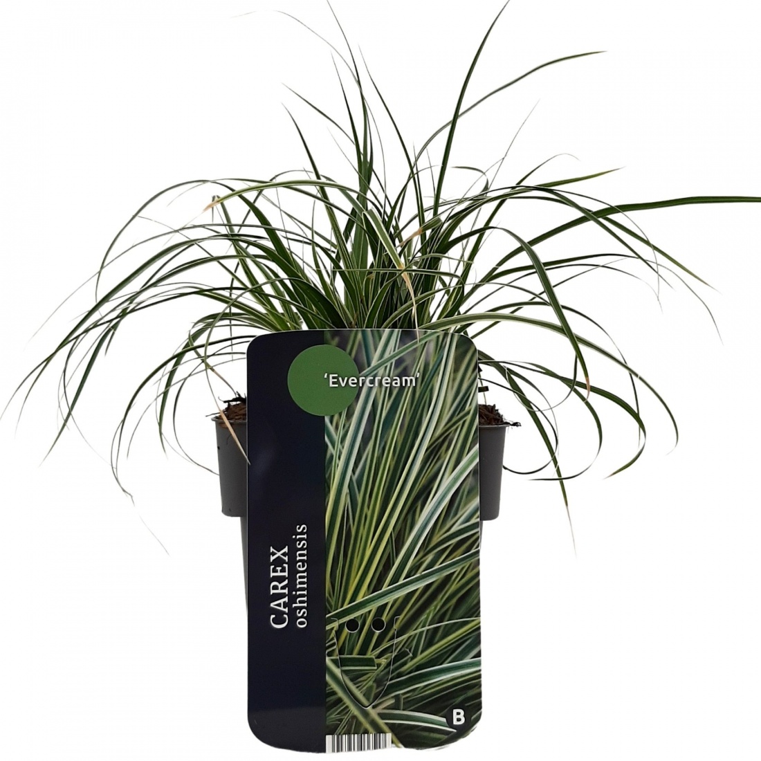 Carex oshimensis 'Evercream'® 17/V2 50+