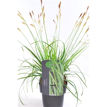Carex oshimensis 'Everlime'® 17/V2 50+
