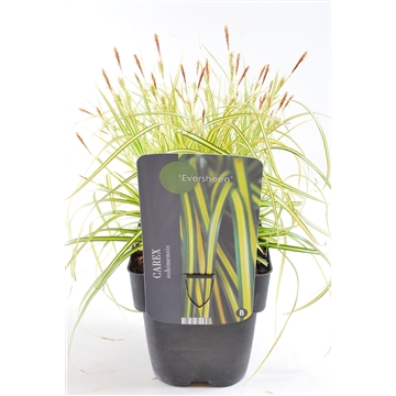 Carex oshimensis 'Eversheen'® 17/V2 30+