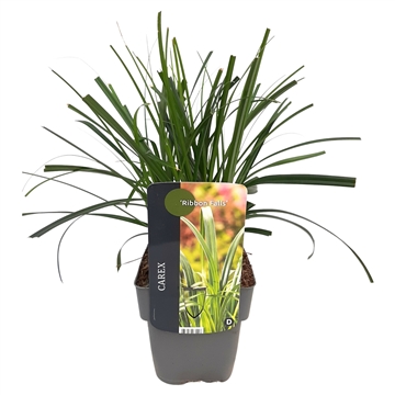 Carex 'Ribbon Falls'® 17/V2