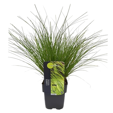 Carex testacea 'Lime Shine' 17/V2 50+