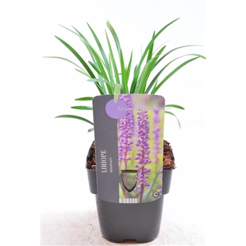 Liriope muscari 'Moneymaker' 17/V2 40+