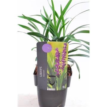 Liriope muscari 'Royal Purple' 17/V2 40+