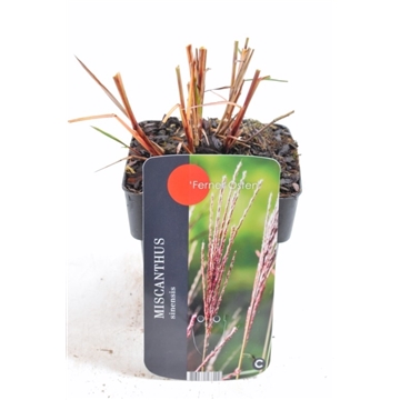 Miscanthus sinensis Flamingo 17/V2 10+