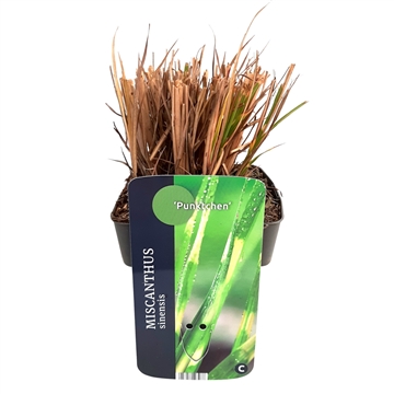 Miscanthus sinensis 'Punktchen' 17/V2 10+