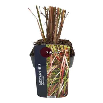 Miscanthus sinensis 'Ruby Cute'® 17/V2 10+