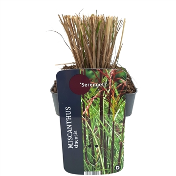 Miscanthus sinensis 'Serengeti'® 17/V2 10+