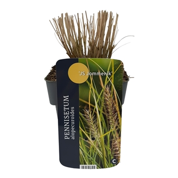 Pennisetum alopecuroides 'Lumen Gold'® 17/V2 10+