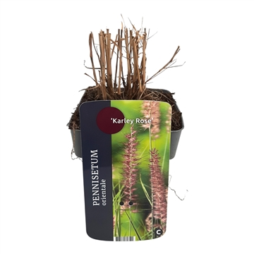 Pennisetum orientale 'Karley Rose'® 17/V2 10+