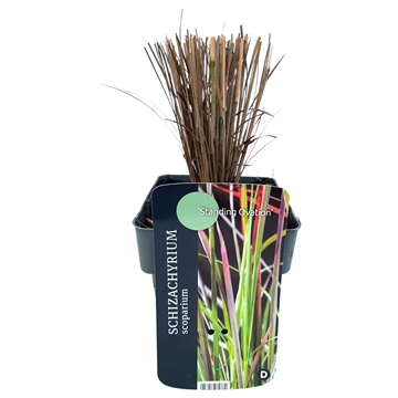 Schizachyrium scoparium 'Standing Ovation'® 17/V2 