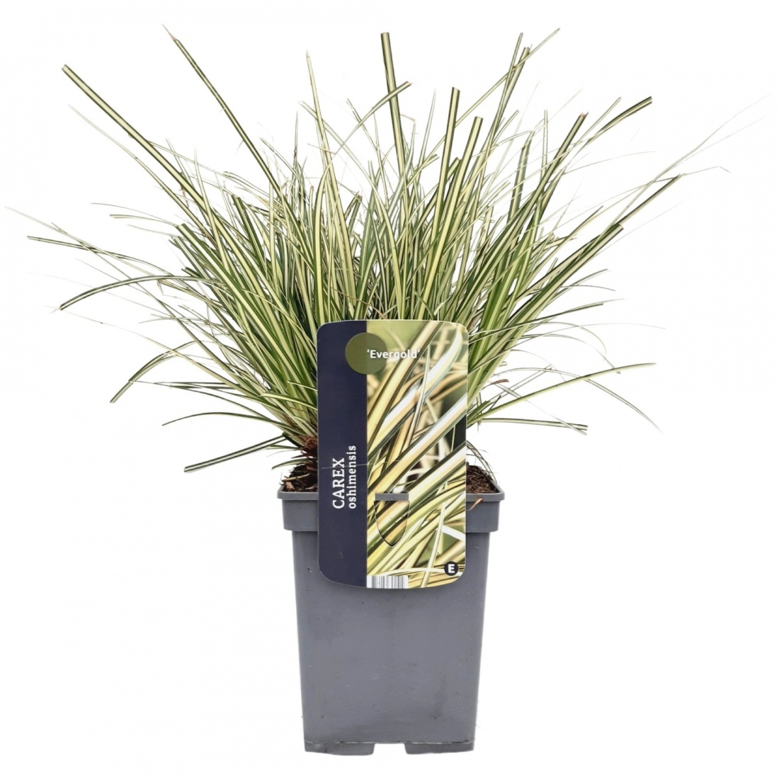 Carex oshimensis 'Evergold' 23/V5 