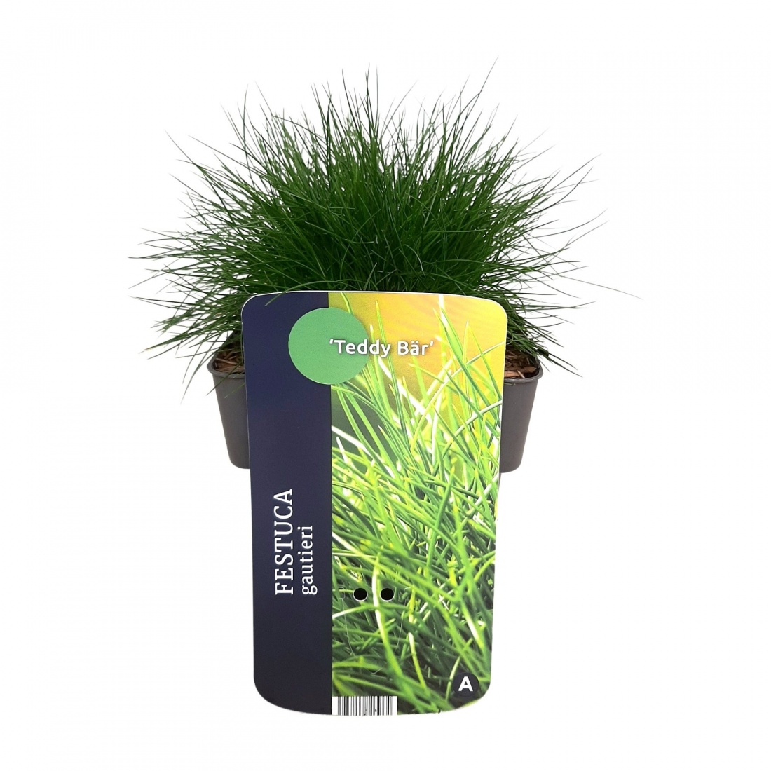 Festuca gautieri 'Teddy Bär' 17/V2 NEU