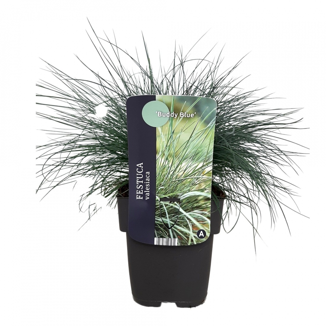 Festuca valesiaca 'Buddy Blue' 17/V2 NEU