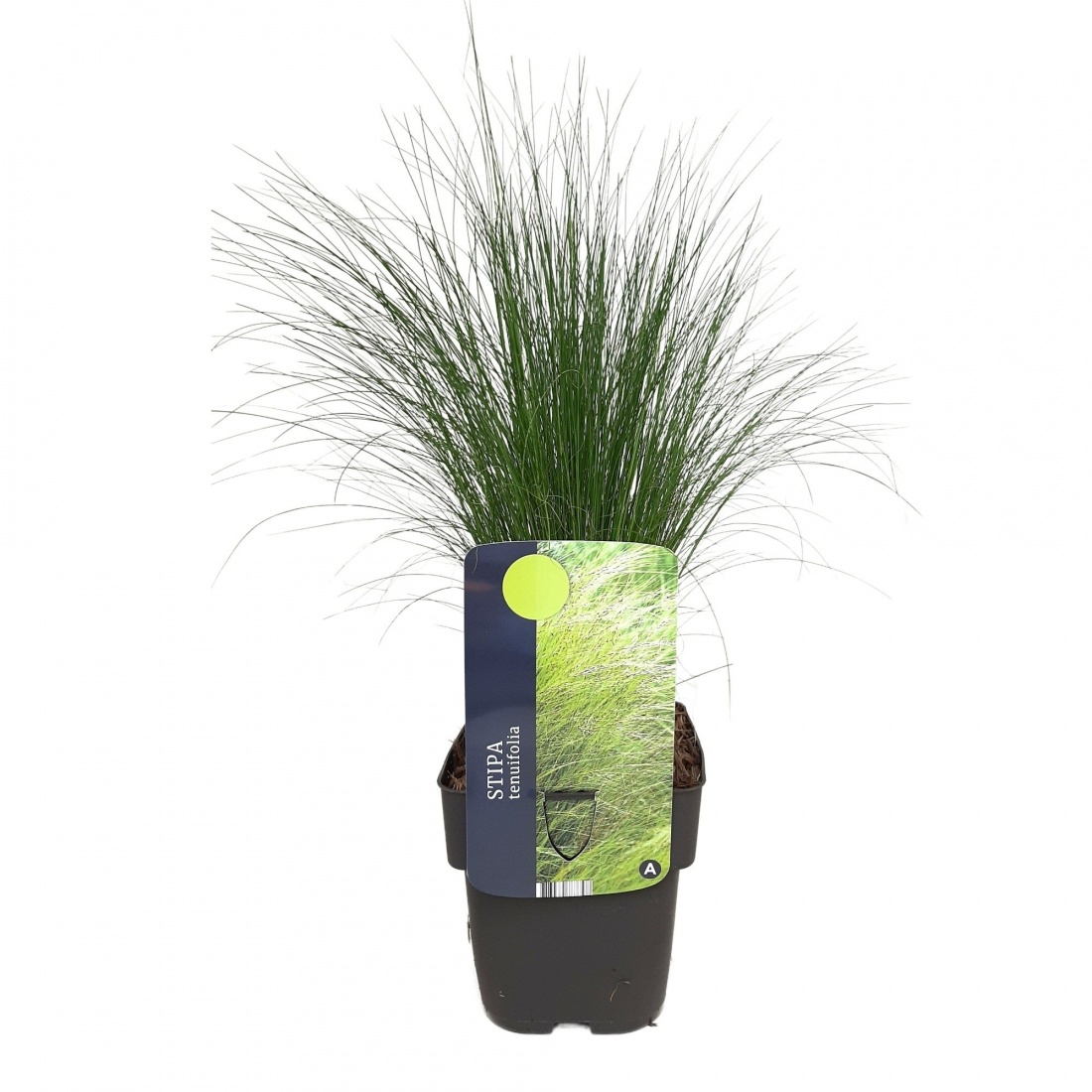 Stipa tenuifolia 17/V2 NEU