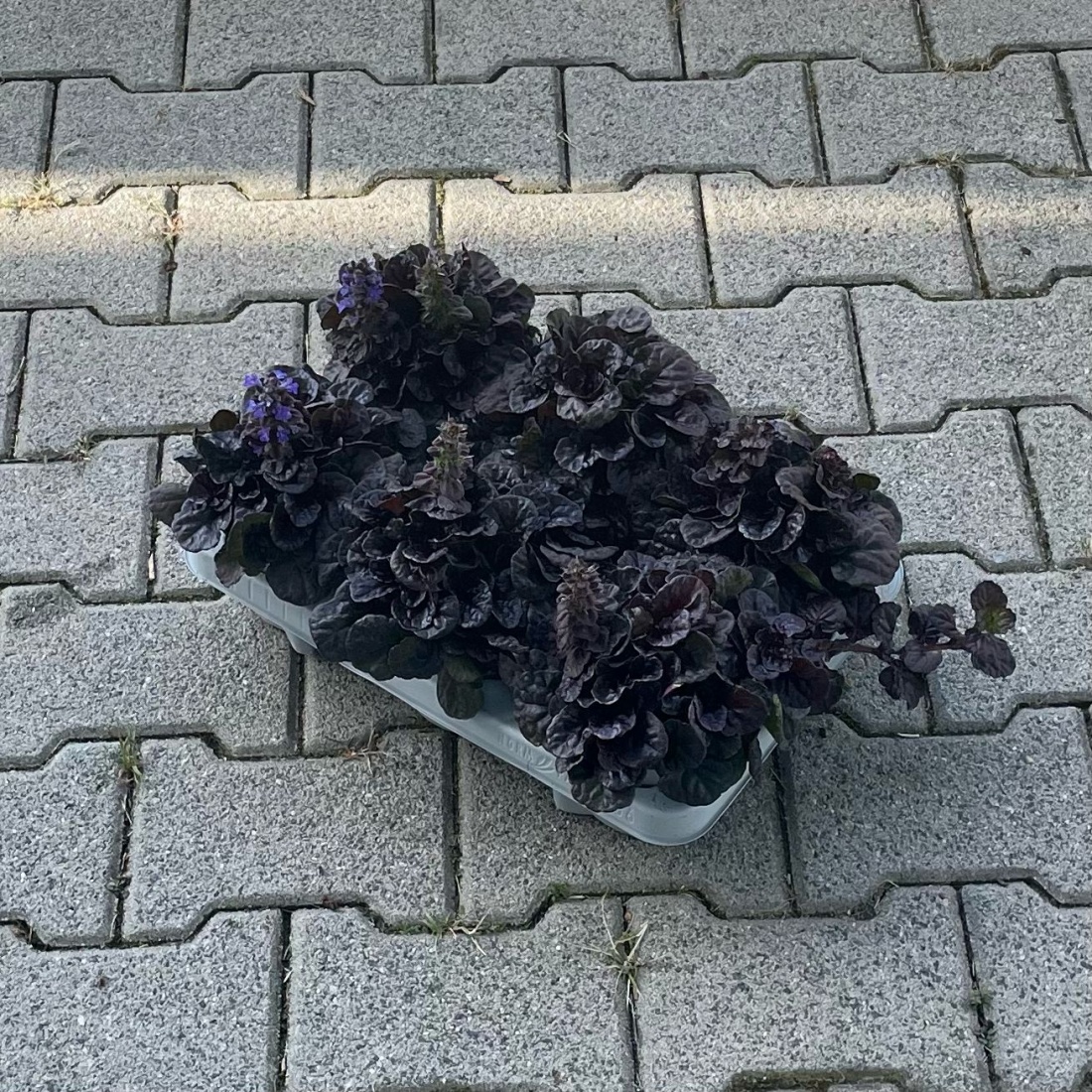 Ajuga reptans 'Black Scallop' P13