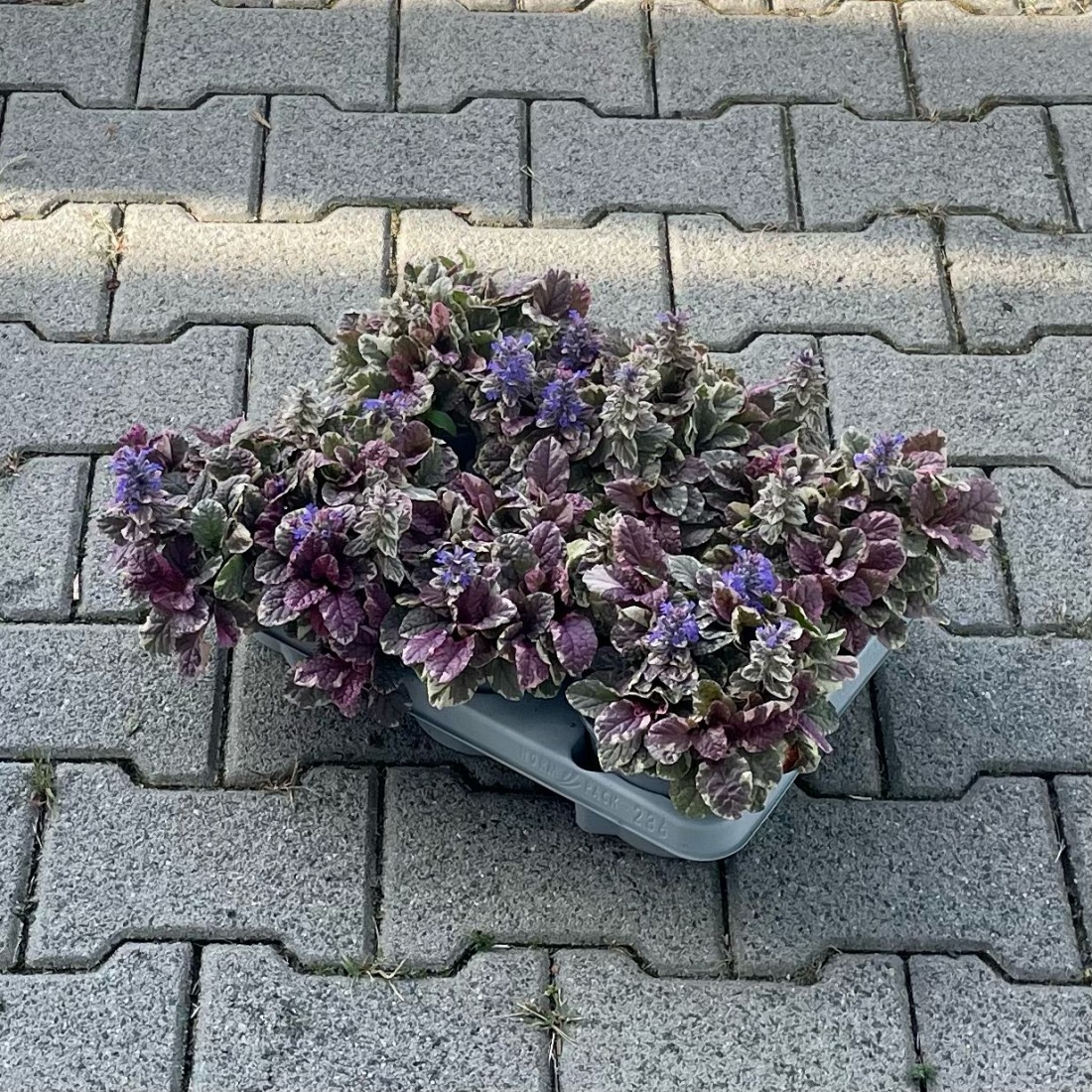 Ajuga reptans 'Burgundy Glow' P13