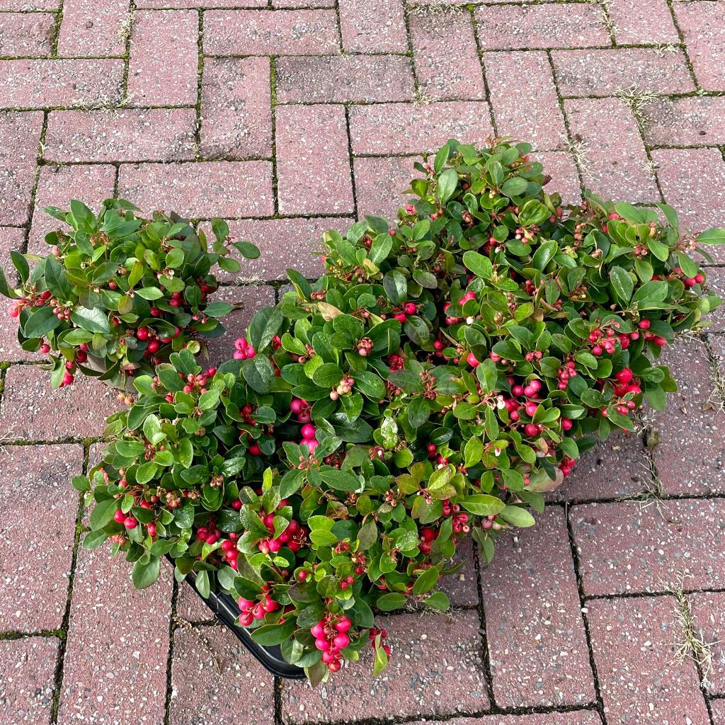 Gaultheria procumbens P13 20/25