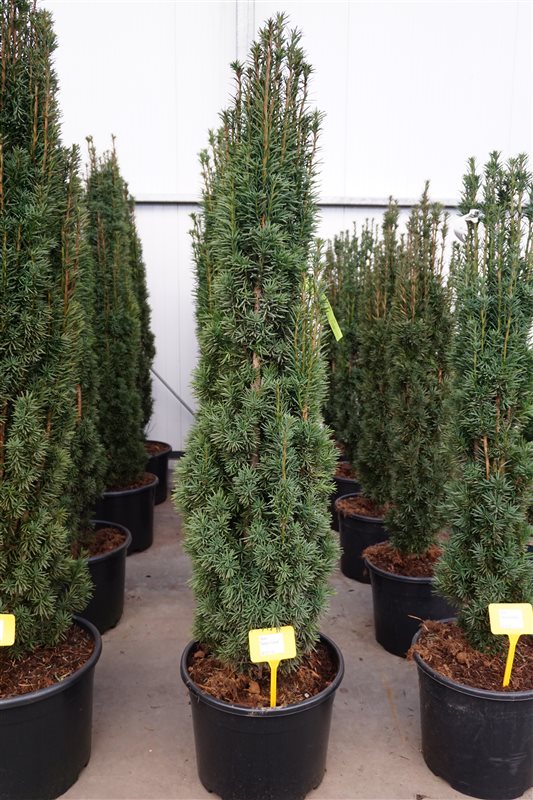 Taxus baccata 'Fastigiata Robusta' C25 120/140