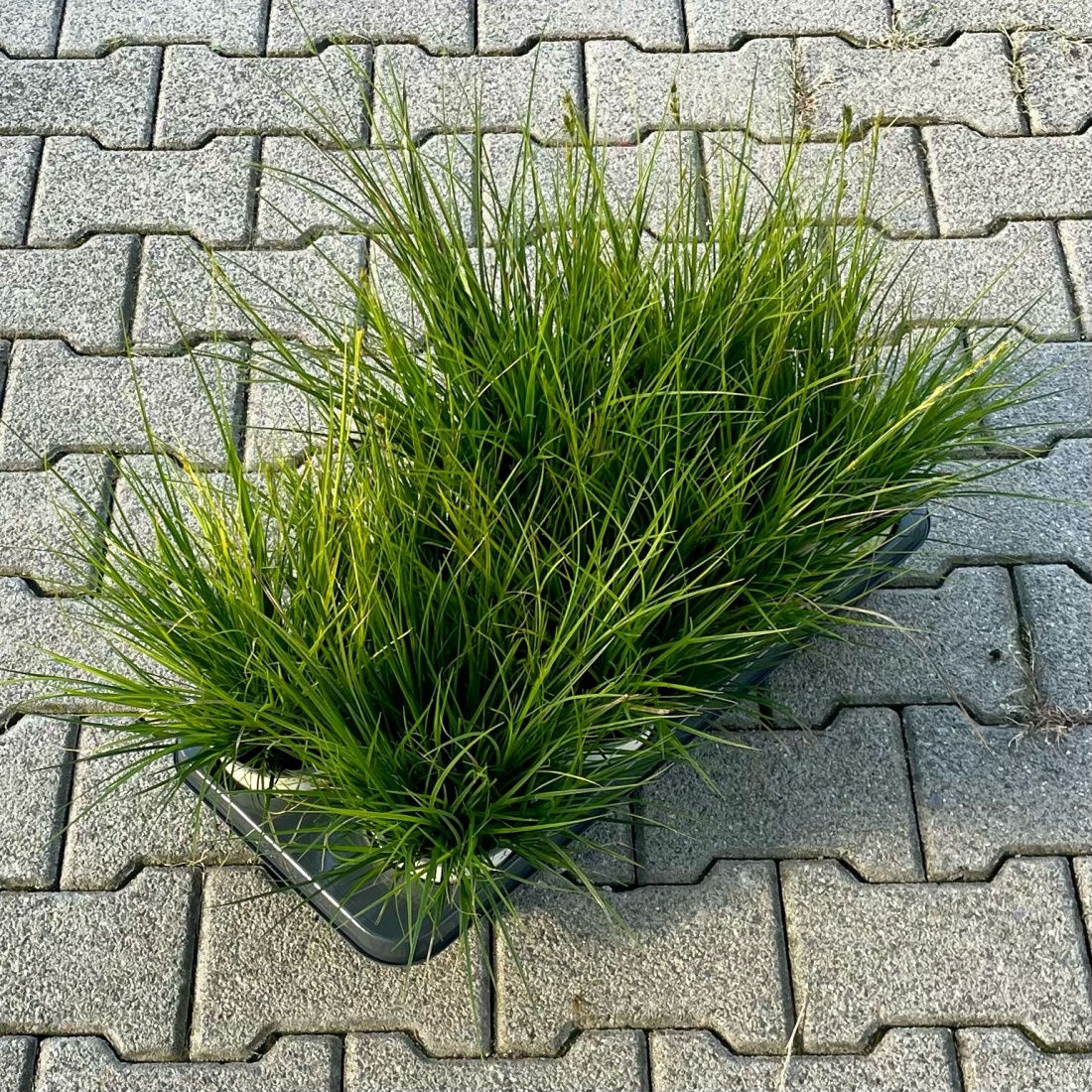 Carex brunnea (Grün) P13 20+