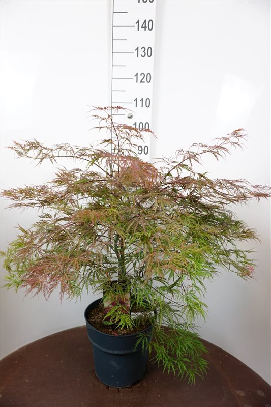 Acer palm. 'Dissectum' (Rot) C12 50/60