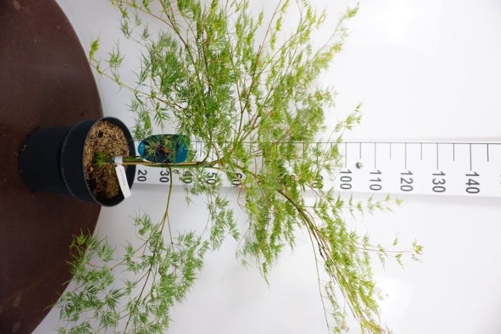 Acer palm. 'Emerald Lace' (Grün) C12 50/60