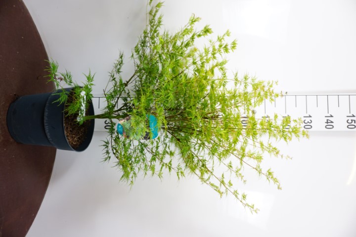 Acer palm. 'Seiryu' (Grün) C12 50/60