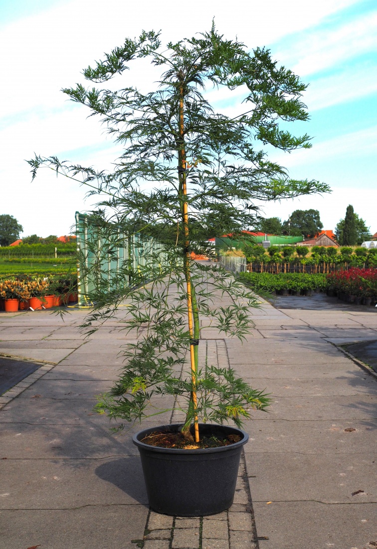 Acer palm. 'Dissectum' (Grün) C50 125/150