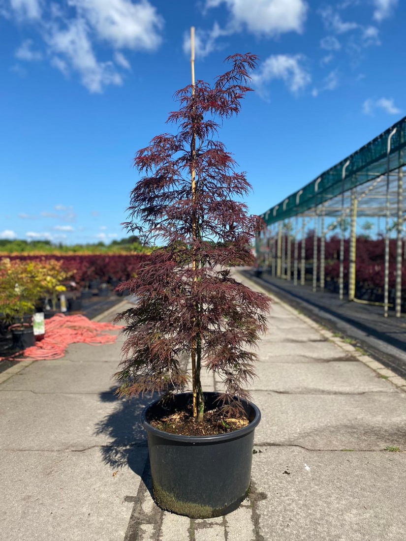 Acer palm. 'Inaba-shidare' C50 125/150