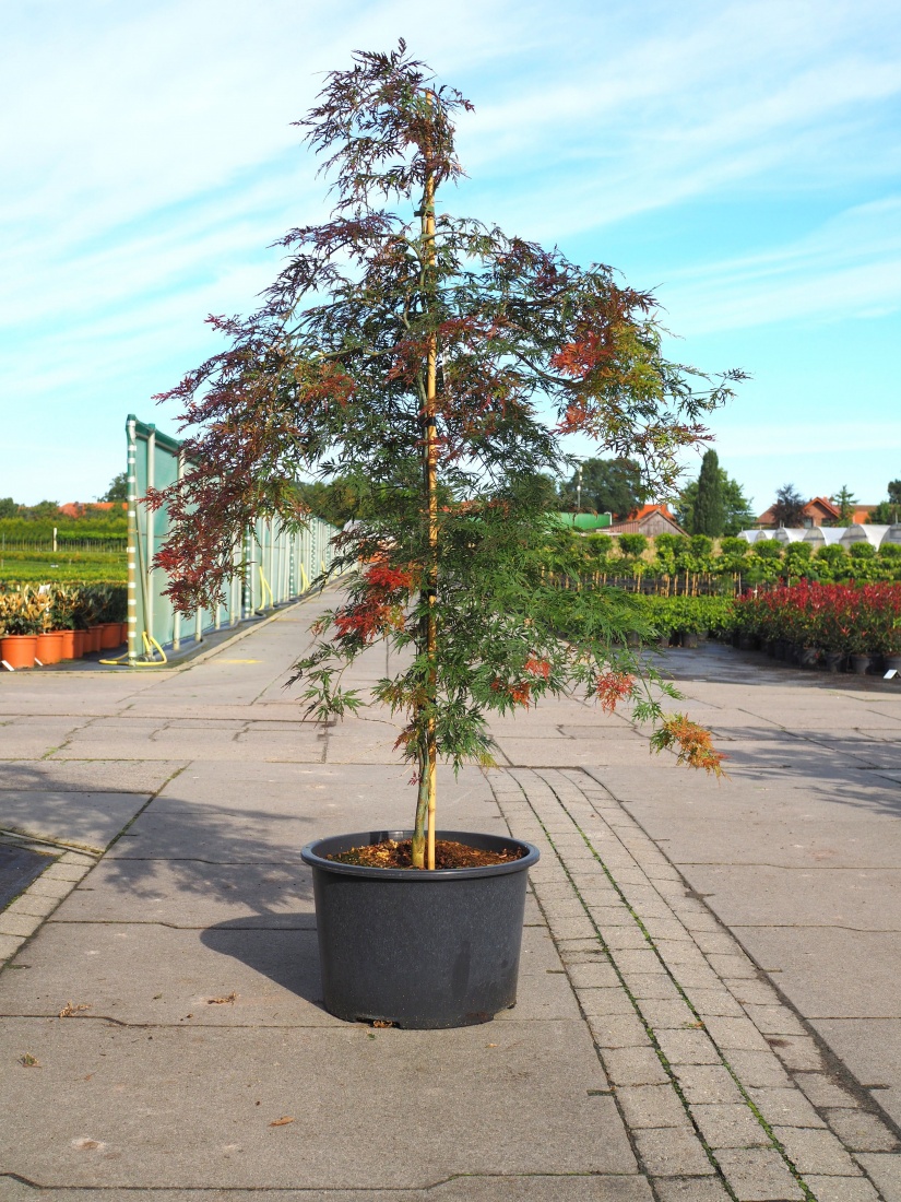 Acer palm. 'Orangeola' C50 125/150