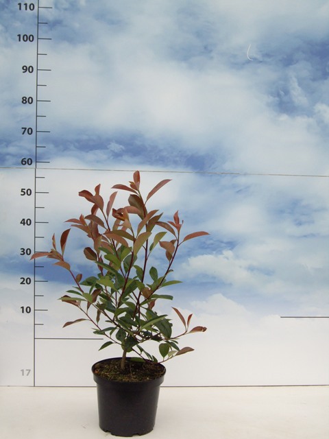 Photinia fraserii 'Red Robin' C5 50/60