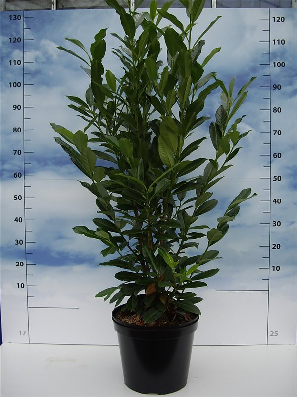 Prunus L. Caucasica Select C15 100/125