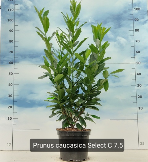 Prunus L. Caucasica Select C7.5 80/100
