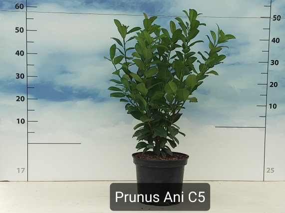 Prunus laurocerasus 'Ani'® C5 50/60